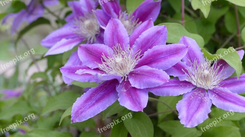 Flowers Purple Lavender Nature Bloom