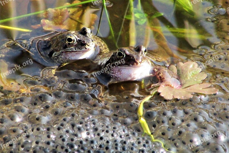 Frog Mate Spring Funny Love