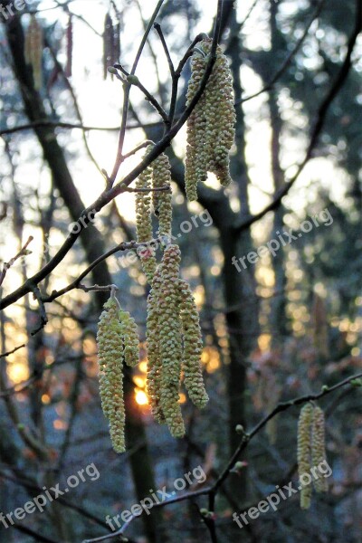 Hazel Sunset Spring Pollen Evening Red