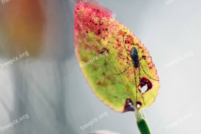 Macro Autumn Spider Insect Colorful