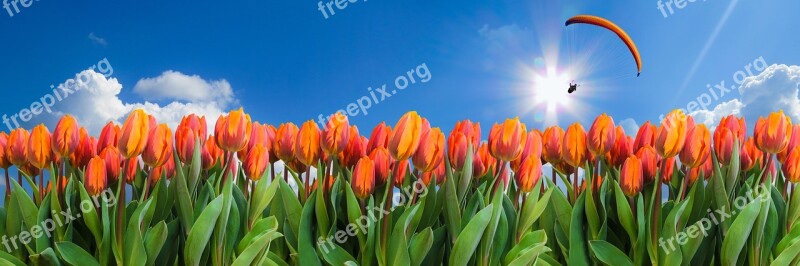 Nature Landscape Flowers Spring Tulips