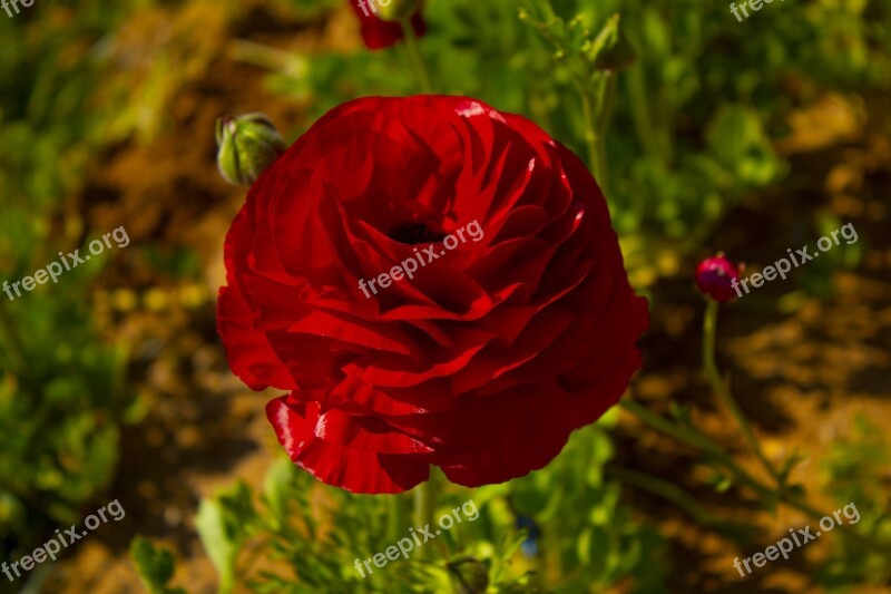 Rosa Red Roses Love Flowers