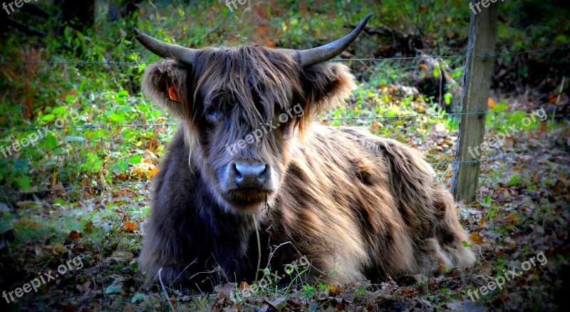 Cow Nature Forest Agriculture Livestock