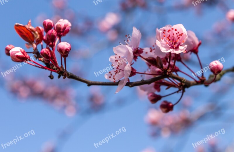 Ornamental Cherry Blossom Bloom Plant Branch