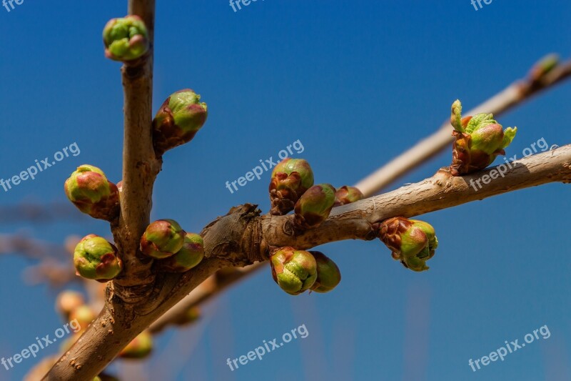 Bush Plant Branch Young New