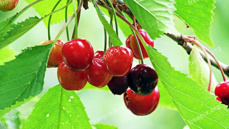 Cherries Red Fruits Fruit Red Fresh