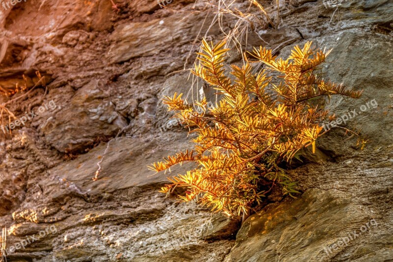 Plant Conifer Dry Stone Stone Wall