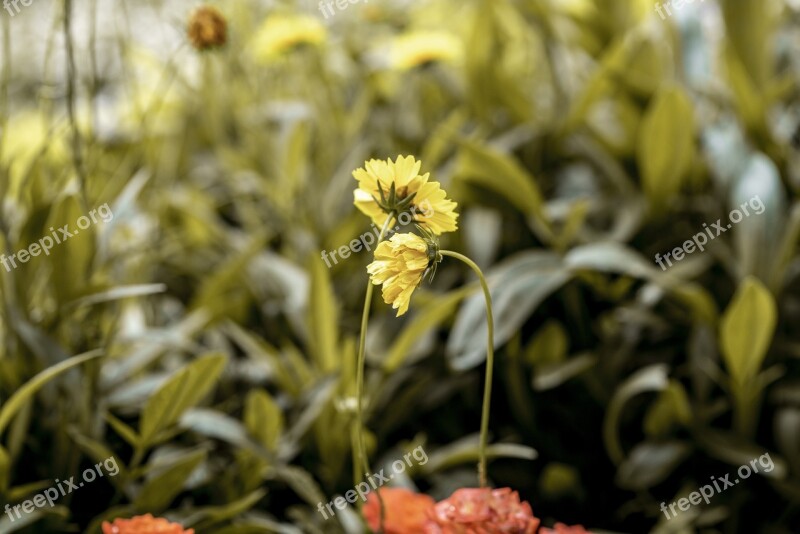 Flowers Nature Spring Romantic Garden