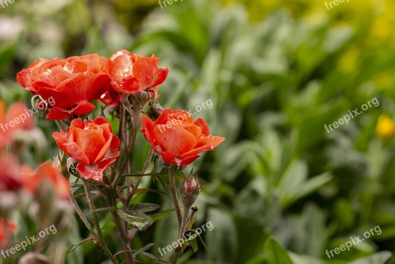 Roses Flowers Nature Spring Romantic