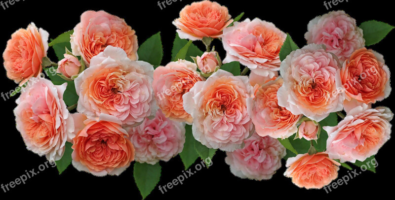 Roses Flowers Arrangement Perfume Garden