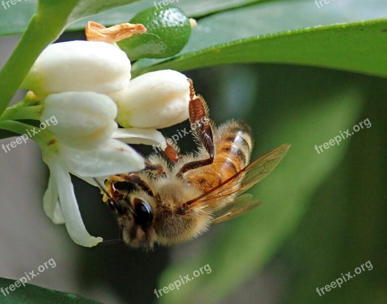 Bee Insect Citrus Blossom Flower