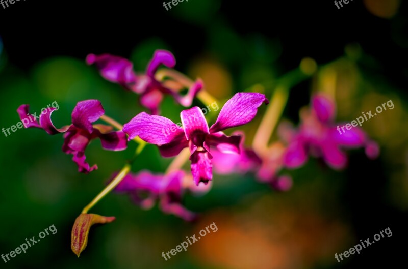 Orchids Flaunted Orchid Background Close-up