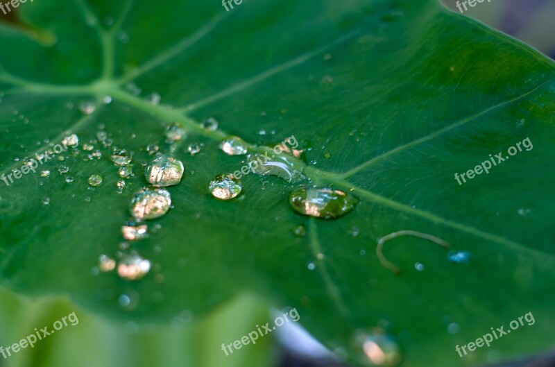 Dew Drops Leaf Drops The Garden Fresh