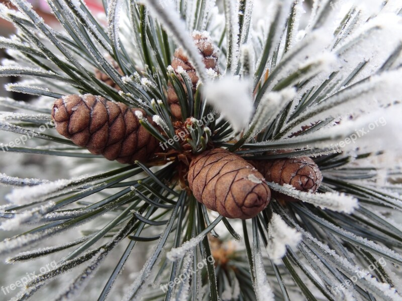 Winter Tree Branch Cones Frost