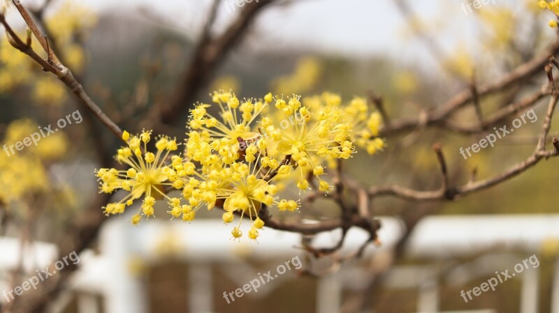 Cornus Fruit Wood Cornus Flower Flowers