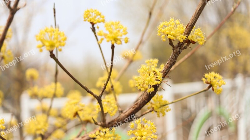 Cornus Fruit Wood Cornus Flower Flowers