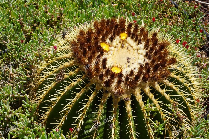 Plant Cactus Desert Nature Prickly