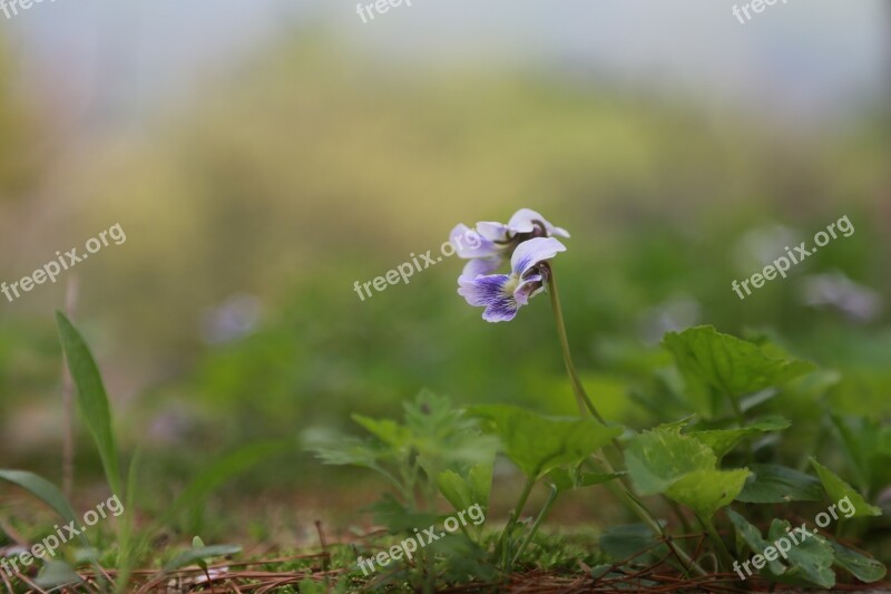 Flowers Wildflower Plants Nature Flowering