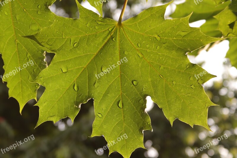 Leaf Maple Wet Tree Green