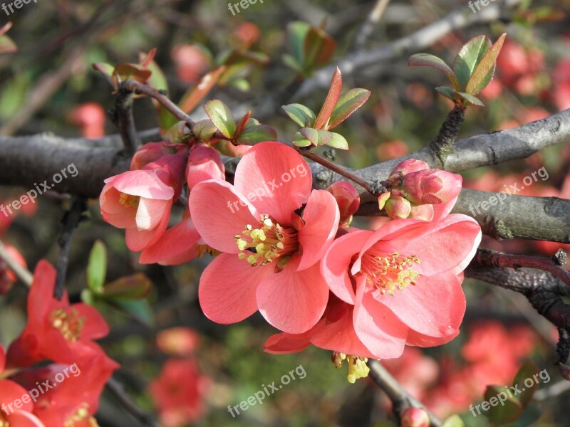 Flowers A Blossoming Tree Spring Blossomed Plant