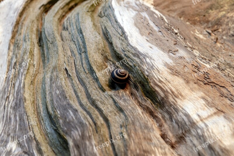 Snail Slug Tree Bark Texture