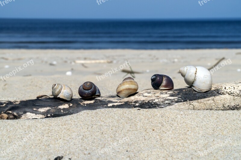 Snail Beach Sea Sand Water