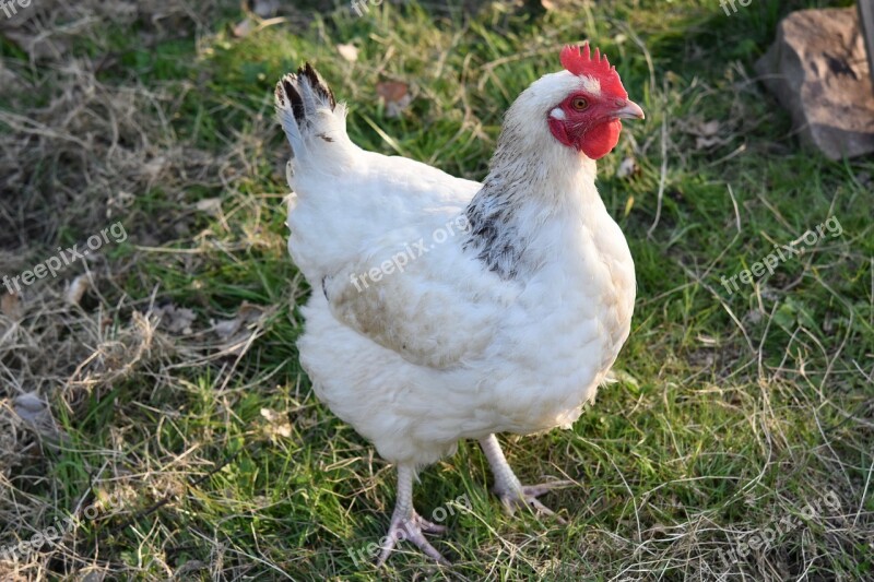 Hen White Hen Laying Hen Hen Tournicotte Field