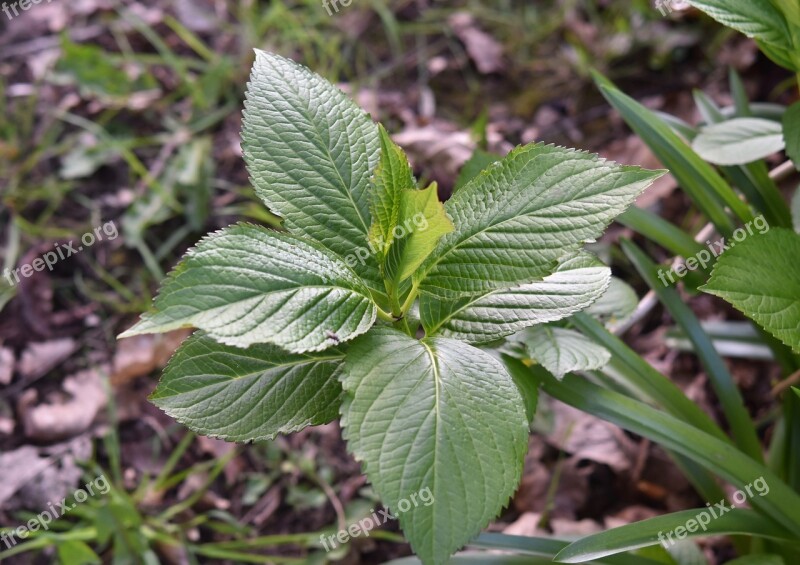 Leaves Plant Hydrangea Green Leaves Plants Tree Spring