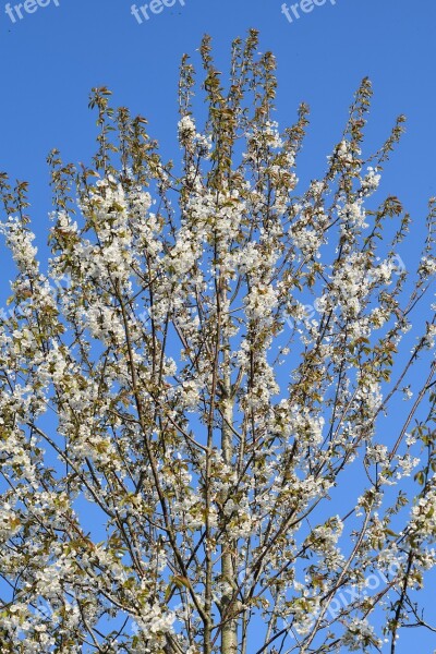 Flowering Tree Tree Shrub Flower White Flowers Cherry Cherry Flower