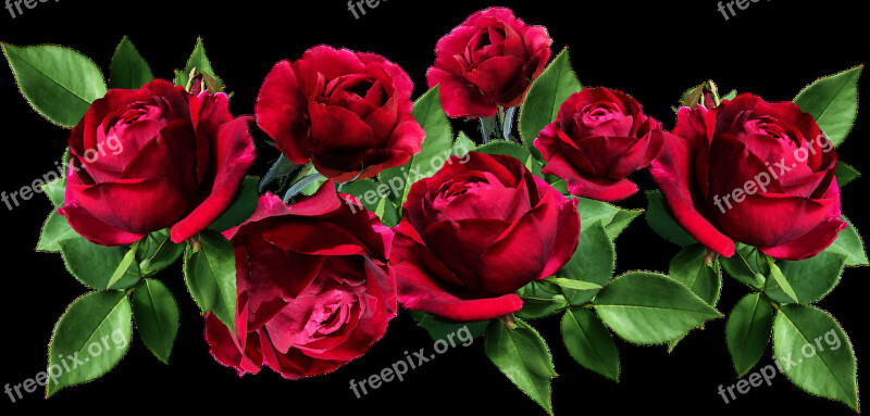 Roses Flowers Red Romantic Garden