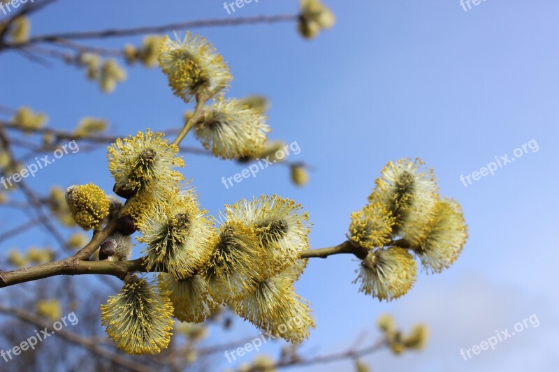 Willow Catkin Flowers Spring Awakening Pollen Bees Feed