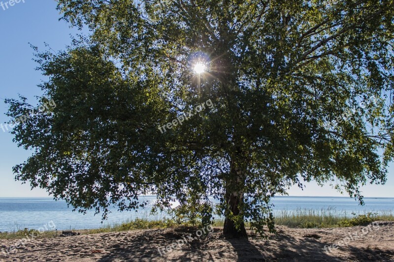 Tree Sun Landscape Trees Nature