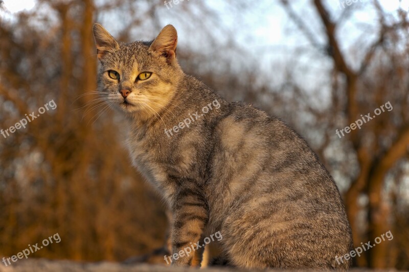 Cat Animal Home Playful Eyes