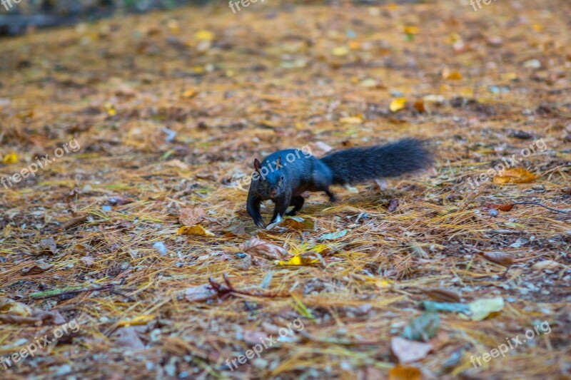 Squirrel Black Animal Nature Cute