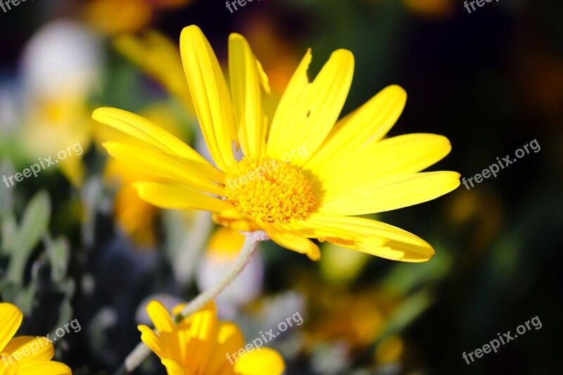 Marguerite Spring Flower Yellow Blossom Bloom