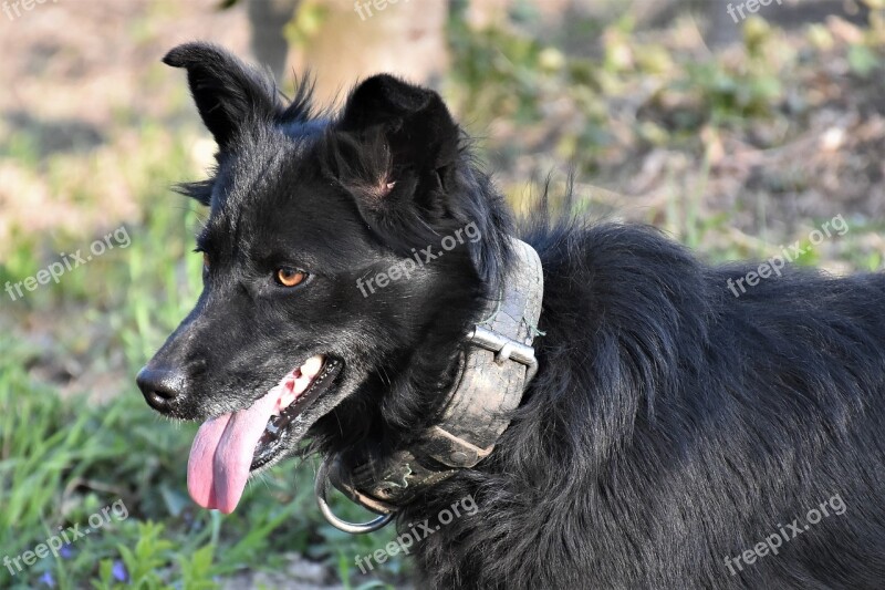 Dog Black Pet Animal Head