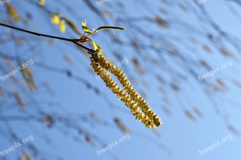 Birch Tree Catkins Green Blue Sky Wind