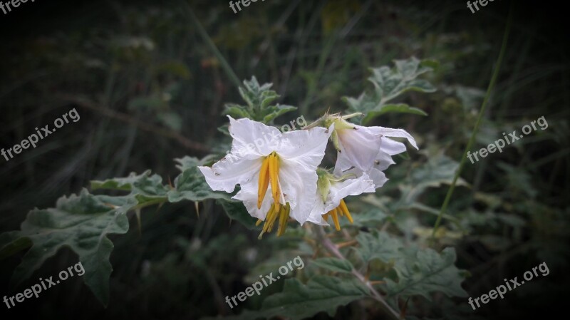 Flower White Flower Green Blossom Free Photos