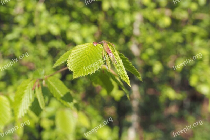 Leaf Green Nature Spring Leaves