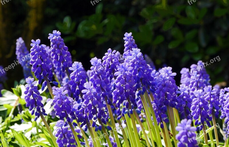 Spring Hyacinth Garden Home Garden Nature