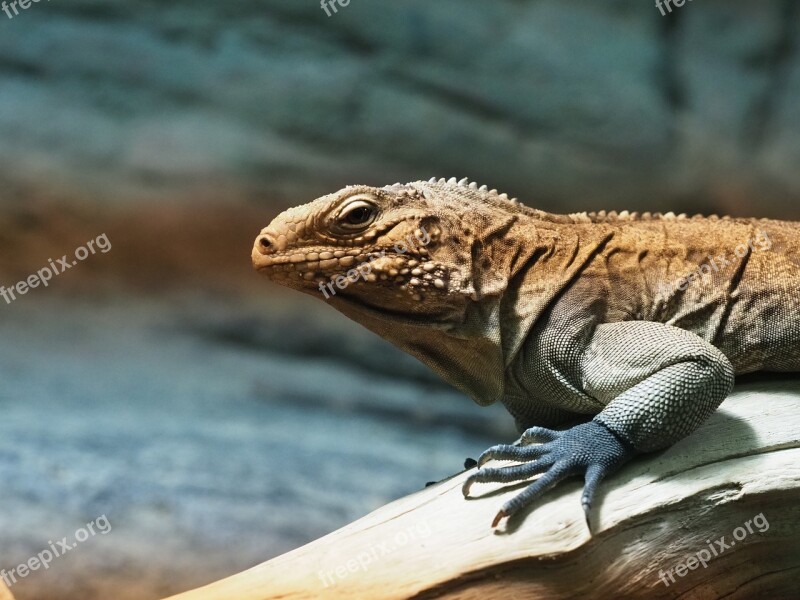 Animal Reptile Lizard Fauna Dragon