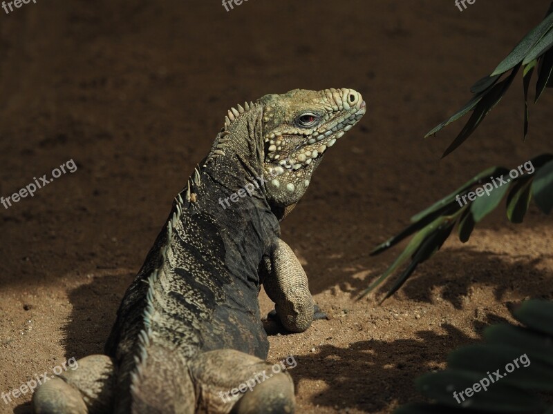 Animal Reptile Lizard Fauna Dragon