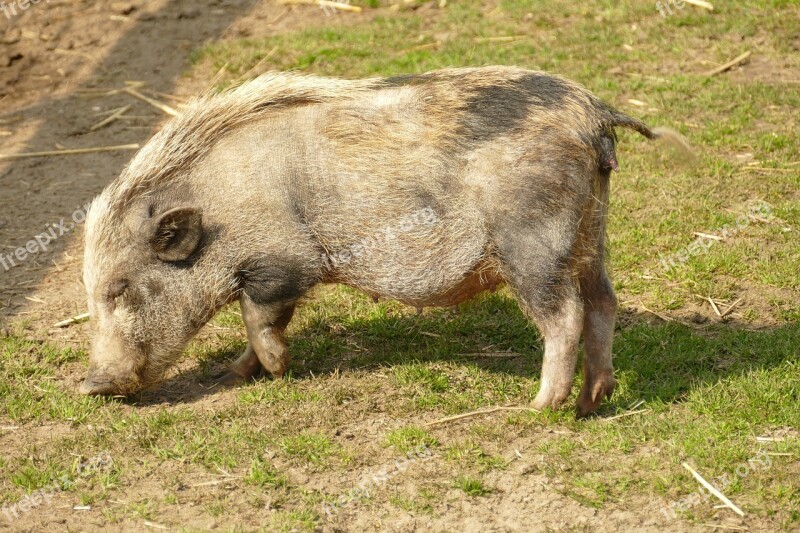 Big Pig Hog Potbellied Pig Young