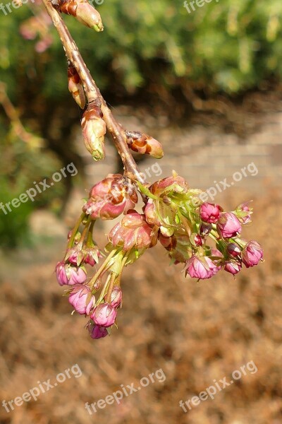 Prunus Japanese Cherry Blossom Button Tree