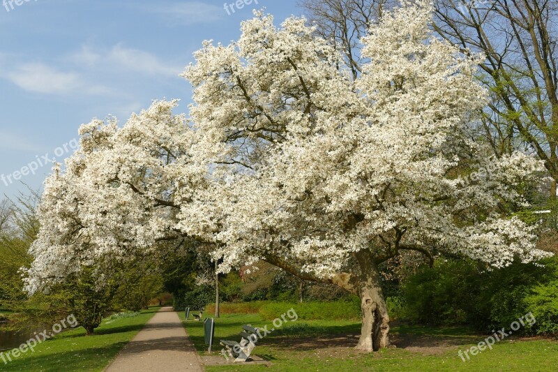 Blossom Tree Spring Park Bank