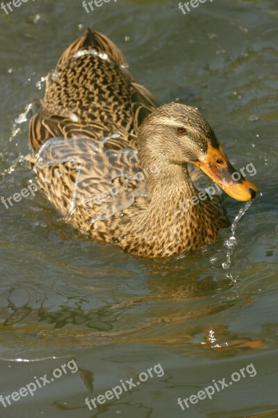 Duck Mallard Waterfowl Fauna Water