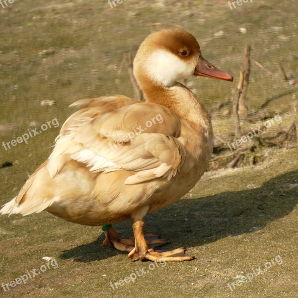 Duck Red Crested Pochard Female Bird Waterfowl