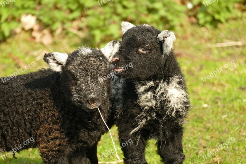 Lamb Sheep Fauna Young Farm