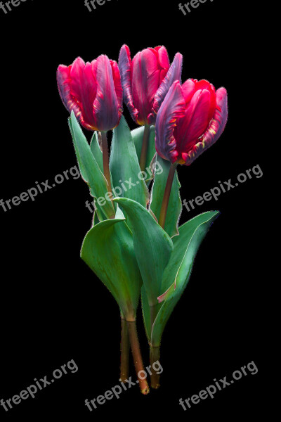 Nature Flower Tulip Blossom Bloom