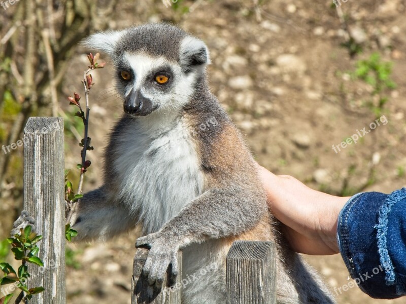 Ring Tailed Lemur Lemur Catta Lemur Madagascar Animal